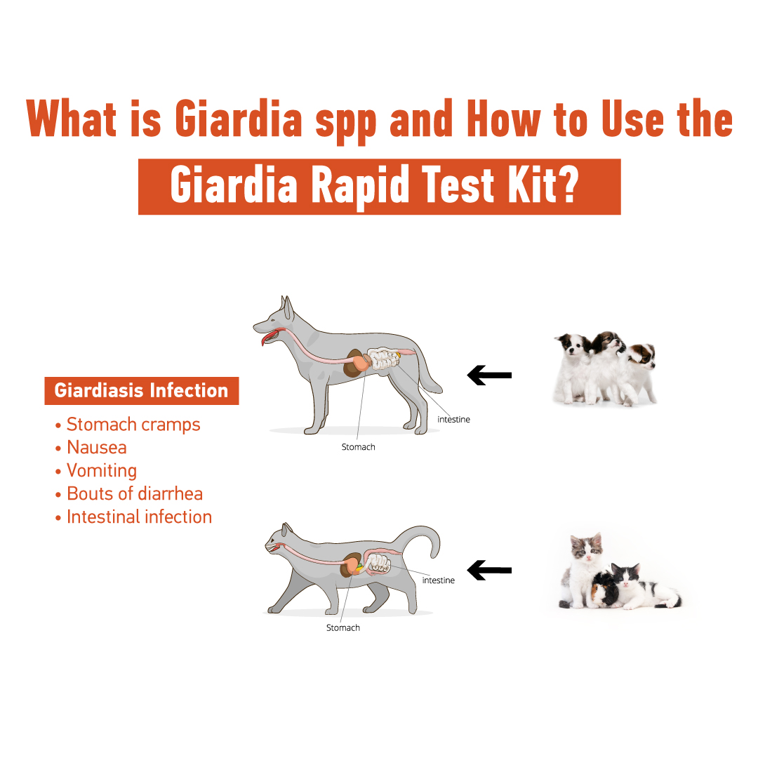 Rapid Test Kits for Animal Health