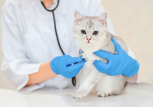 Vetfor Veterinary Rapid Tests