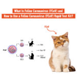 What is Feline Coronavirus (FCoV) and How to Use a Feline Coronavirus (FCoV) Rapid Test Kit?