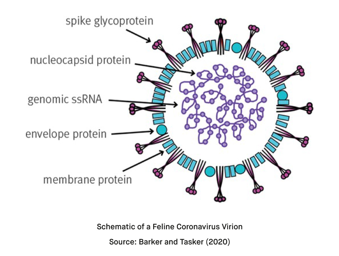 What is Feline Coronavirus (FCoV) and How to Use a Feline Coronavirus ...