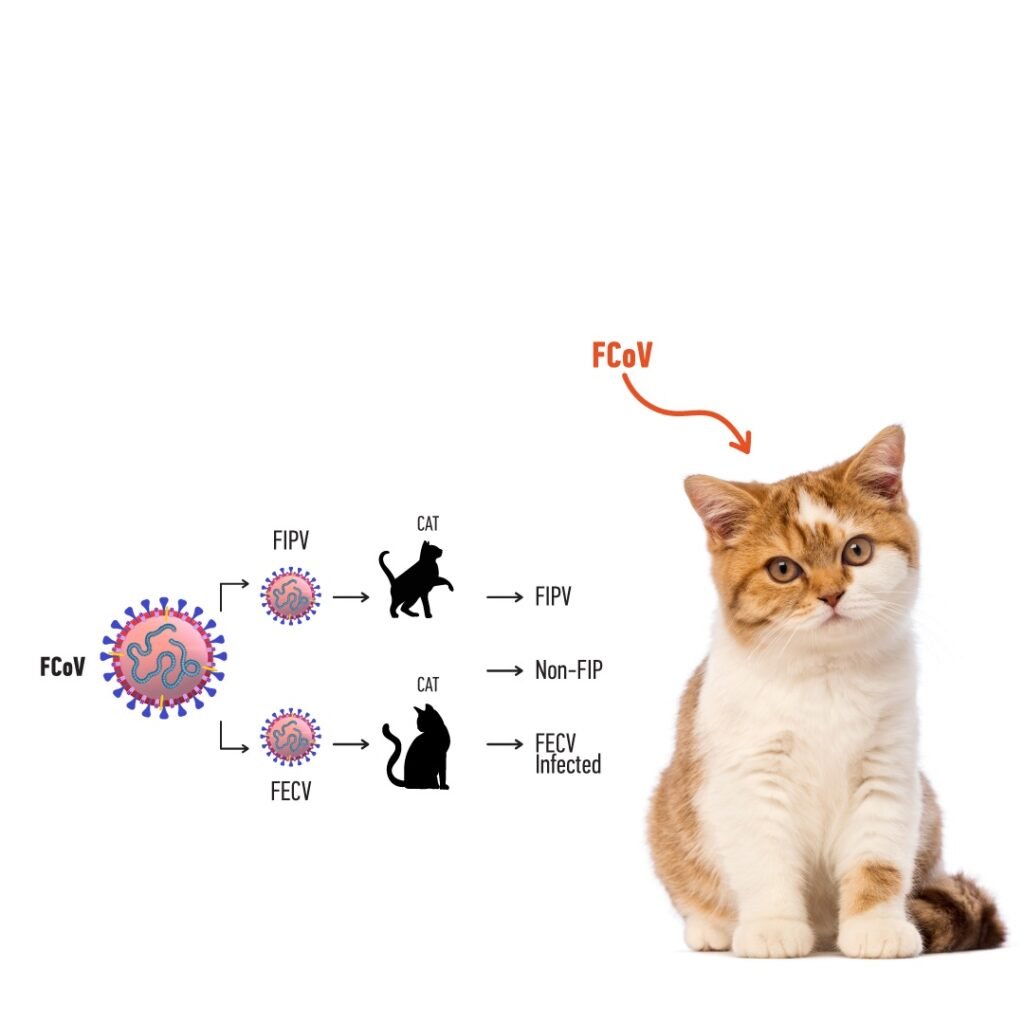 Kedi Koronavir s FCoV Nedir Ve Kedi Koronavir s FCoV H zl Test 