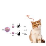 Kedi Koronavirüsü (FCoV) Nedir ve Kedi Koronavirüsü (FCoV) Hızlı Test Kiti Nasıl Kullanılır?