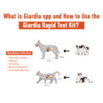 Giardia spp. Nedir ve Giardia Hızlı Test Kiti Nasıl Kullanılır?