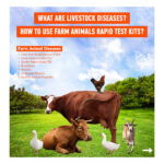 What are Livestock Diseases? How to Use Farm Animals Rapid Test Kits?