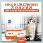 Animal Shelter Experiencing Cat Virus Outbreak: What is Feline Panleukopenia Disease?