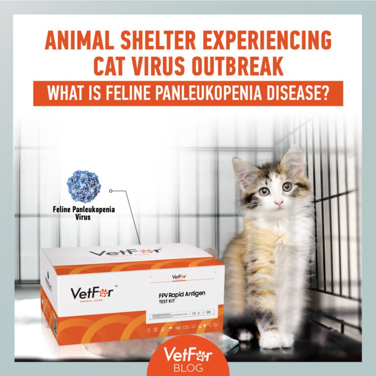 Animal Shelter Experiencing Cat Virus Outbreak What is Feline Panleukopenia Disease? Rapid