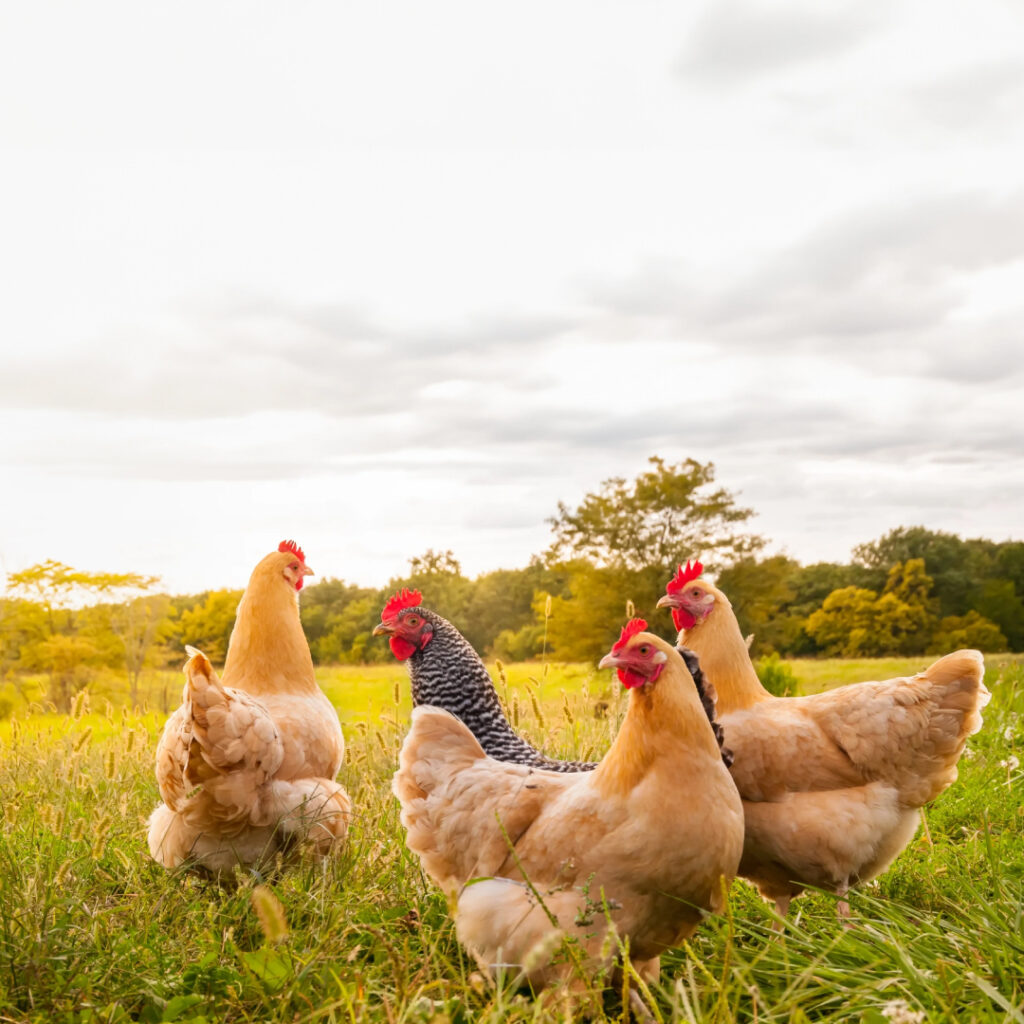 Avian Flu Outbreaks Strike Poultry Farms. How to Use Avian Influenza Rapid Antigen Test Kit?