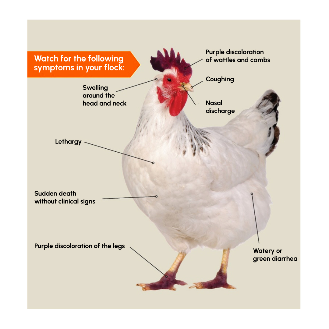 Figure 1: Symptoms of Avian Influenza in Birds