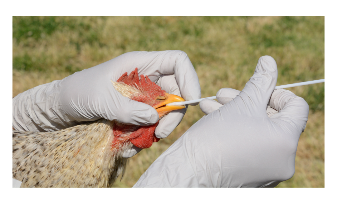 Figure 4: A Chicken Being Tested For Bird Flu