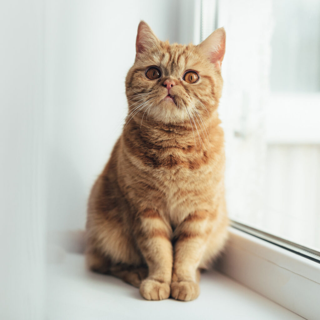 Animal Shelter Experiencing Cat Virus Outbreak: What is Feline Panleukopenia Disease?