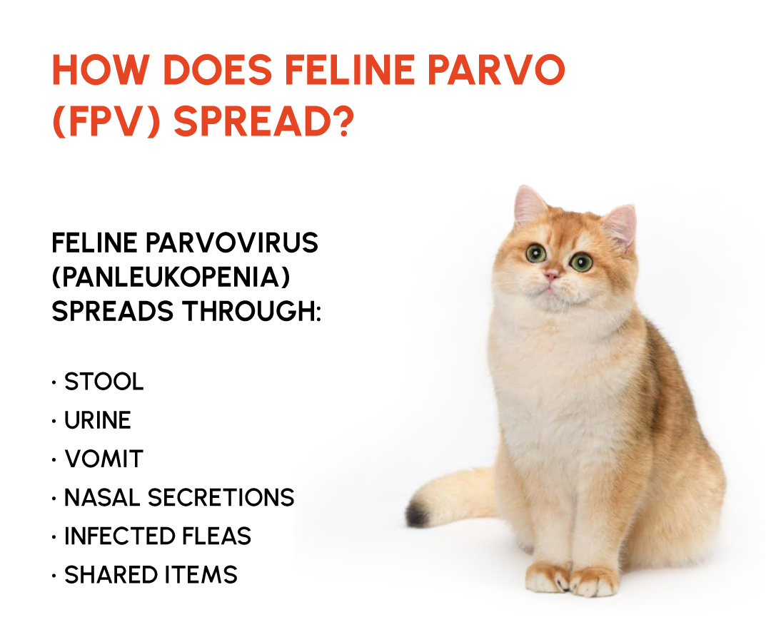 Figure 1: How does feline parvovirus spread?