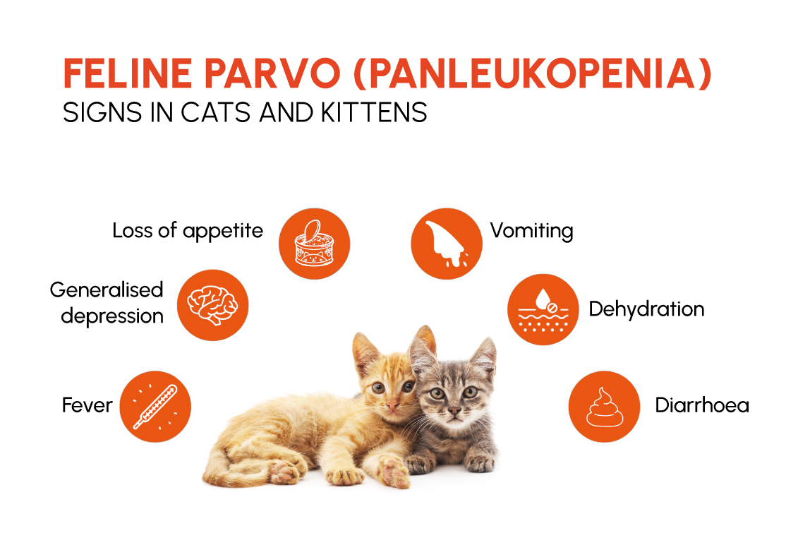 Figure 2: Feline panleukopenia signs in cats and kittens