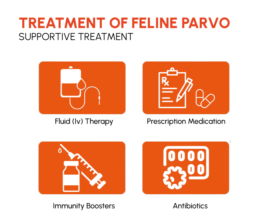  Figure 3: Treatment of feline panleukopenia