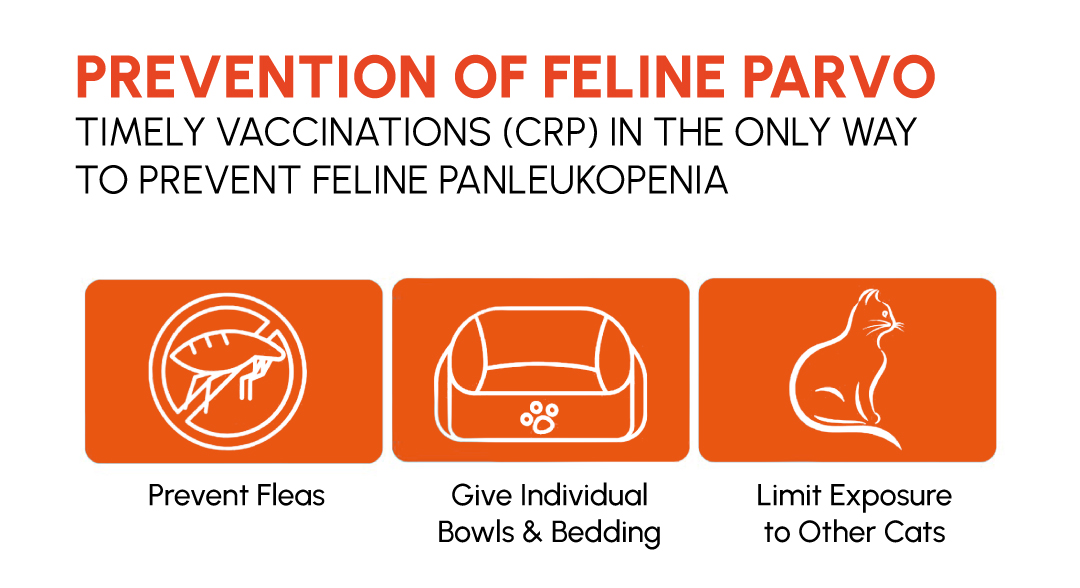 Figure 4: Prevention of feline panleukopenia (distemper)