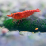 What are the Most Common Diseases in Shrimp? What are Diagnostic Test Methods for Shrimp Diseases ?