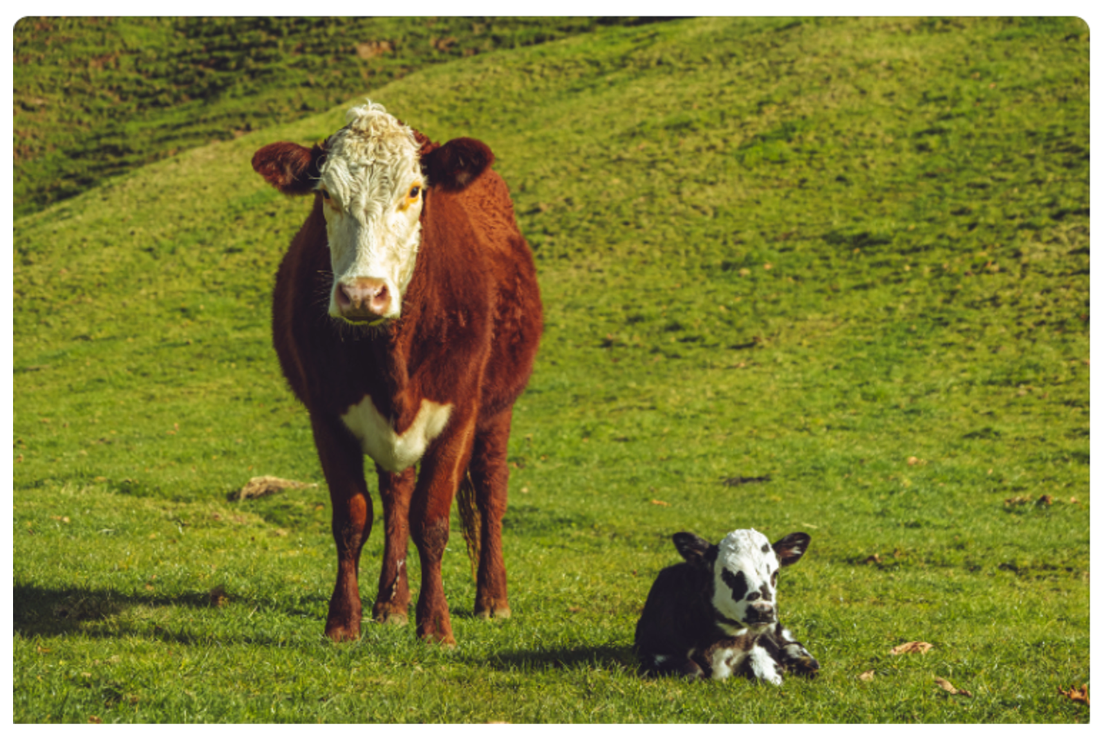 Figure 1, Figure altına yazı olmayacak