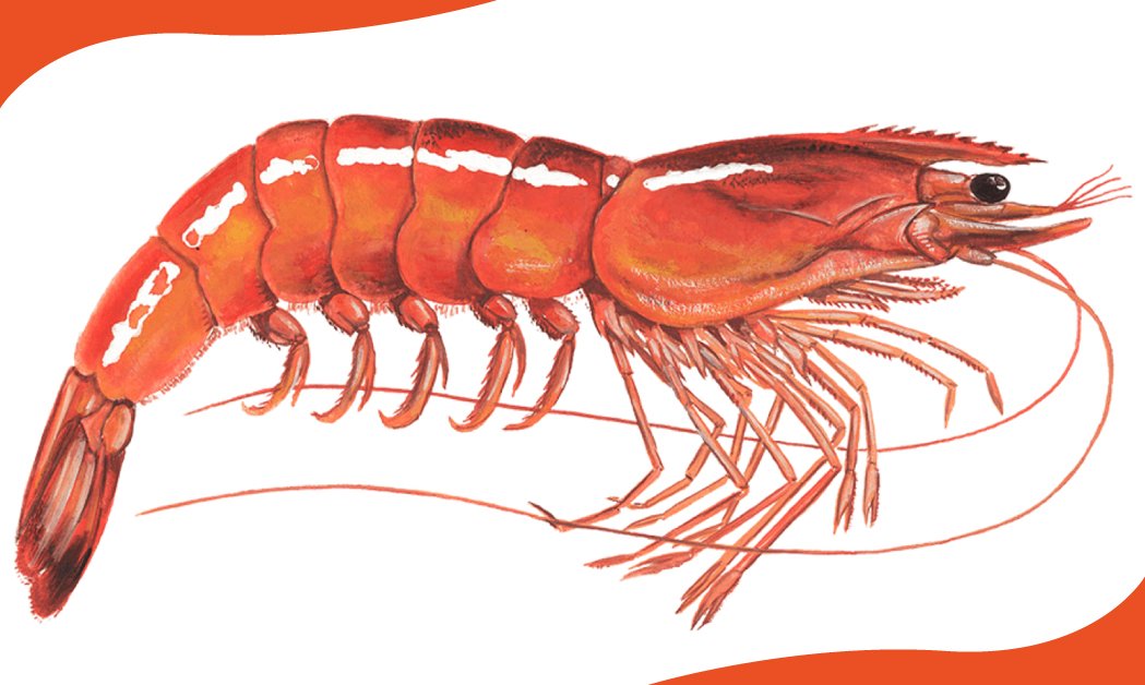 Figure 1- What is Shrimp?