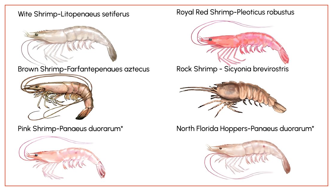 Figure 2- Types of Shrimp