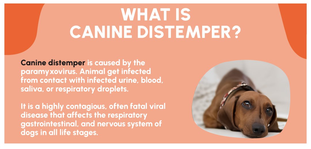 Figure 1: What is Canine Distemper Virus