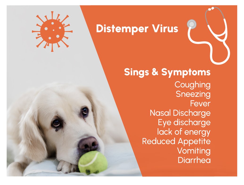 Figure 2: Canine Distemper Virus Signs & Symptoms