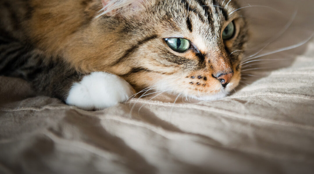 What is Feline Infectious Peritonitis (FIP) and How to Diagnose Feline Infectious Peritonitis (FIP)?