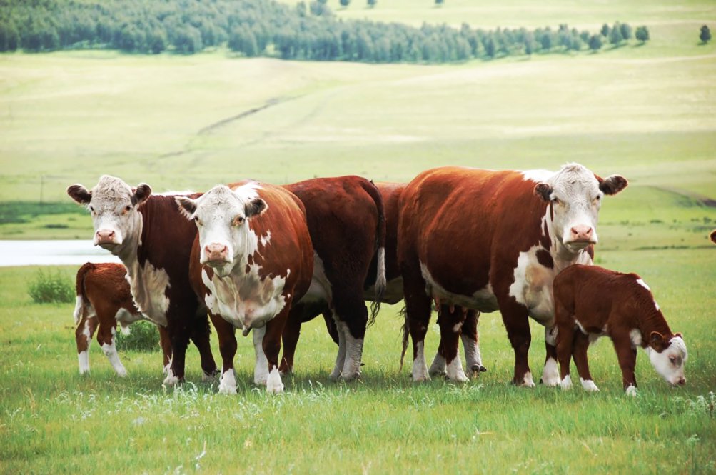 Vetfor Blog 05 Figure 1 