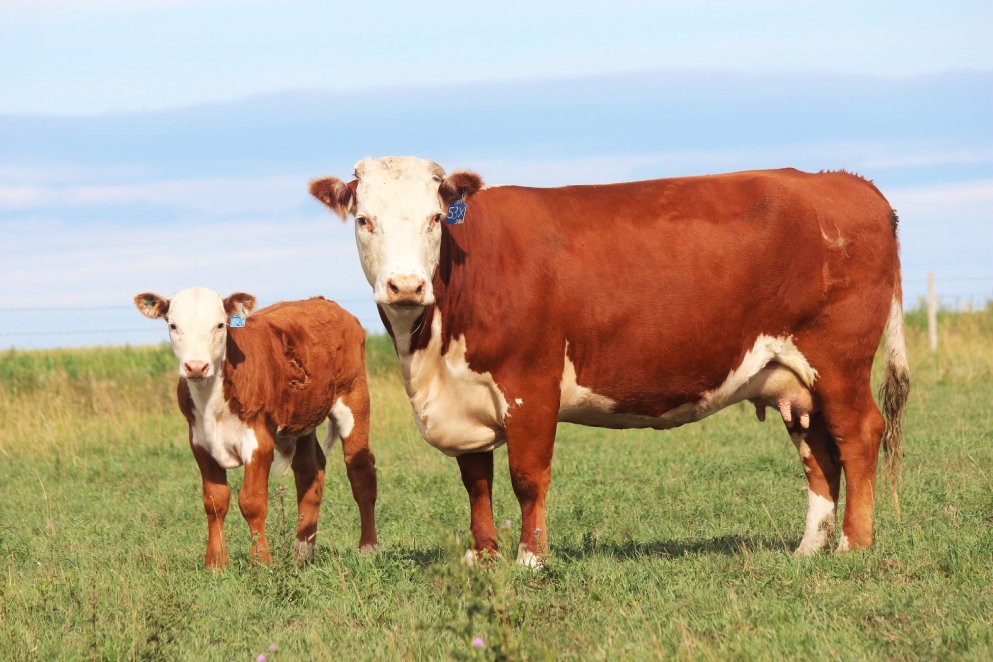 Figure 2: A Critical Pathogen for Young Calves 