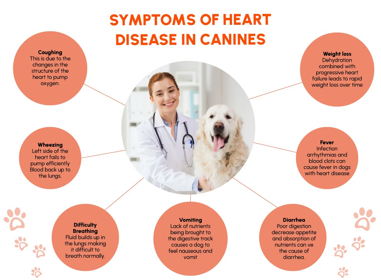 Figure 3: Symptoms of Heart Disease in Canine