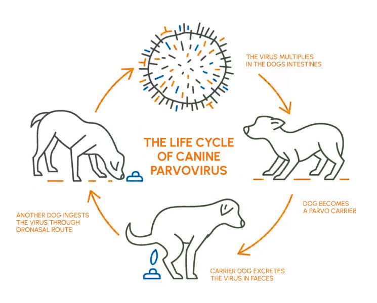 Figure 2: The Life Cycle of Canine Parvovirus