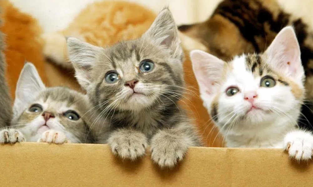 Vetfor Blog07 Figure1