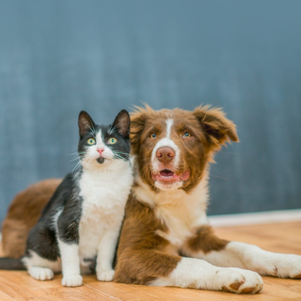 Accurate Toxoplasmosis Detection Made Easy: VetFor Toxo Rapid Antibody Test Kit