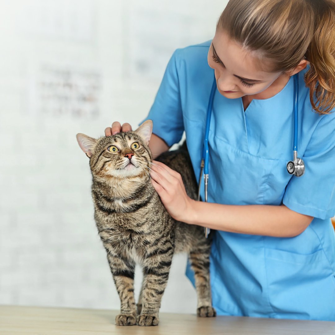 Leukemia In Cats Blood Tests Reference: Vetfor Felv Rapid Antigen Test Kit A Quick Solution For