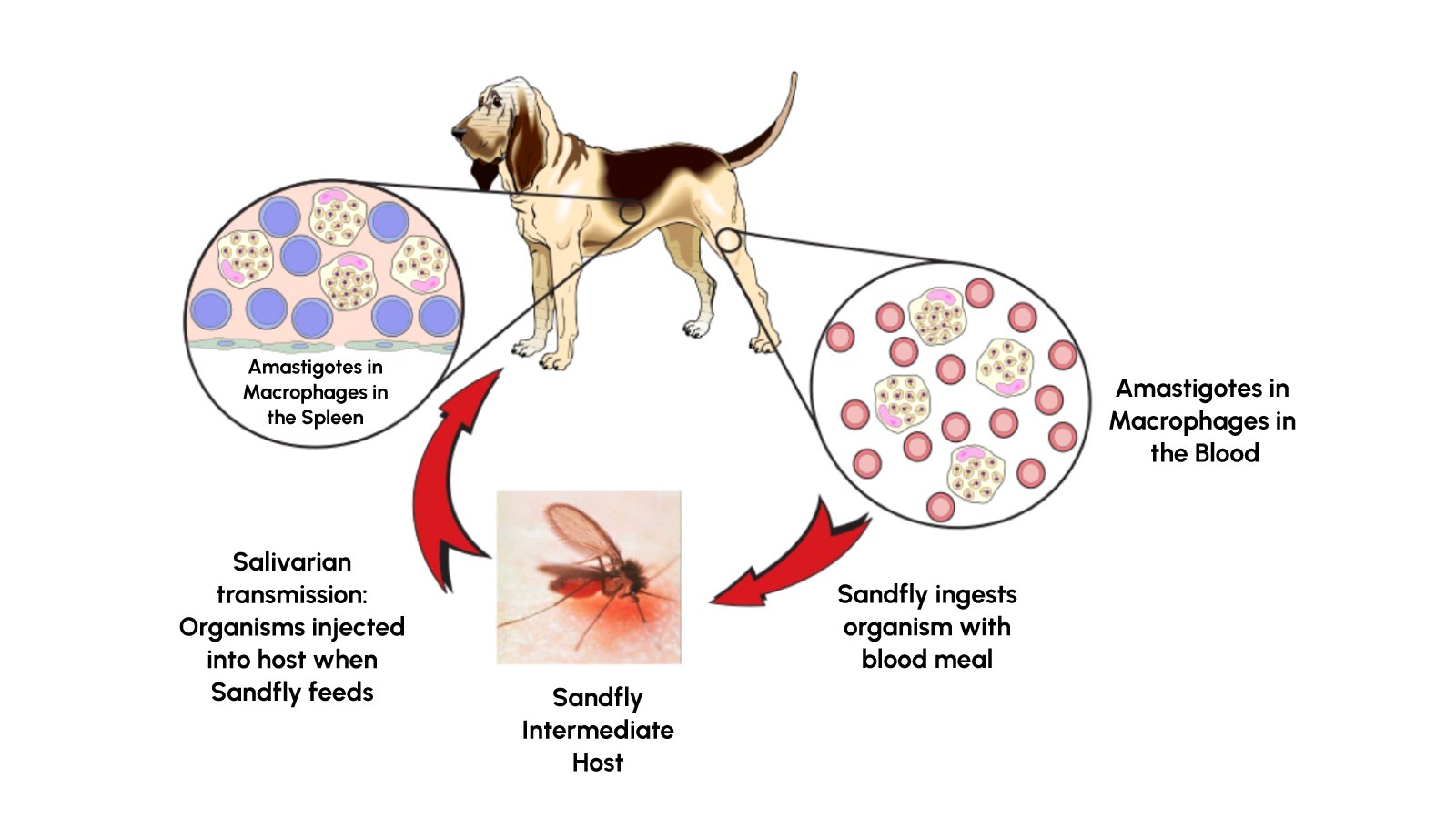 Figure 1: Lifecycle of leishmania infantum