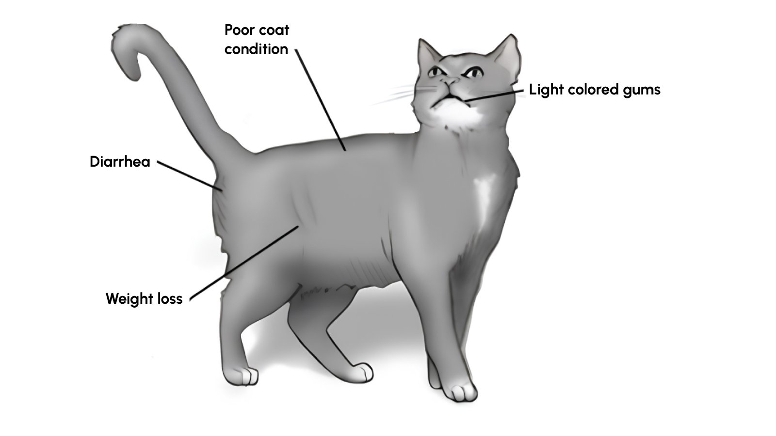 Figure 1: Symptoms of feline leukemia virus