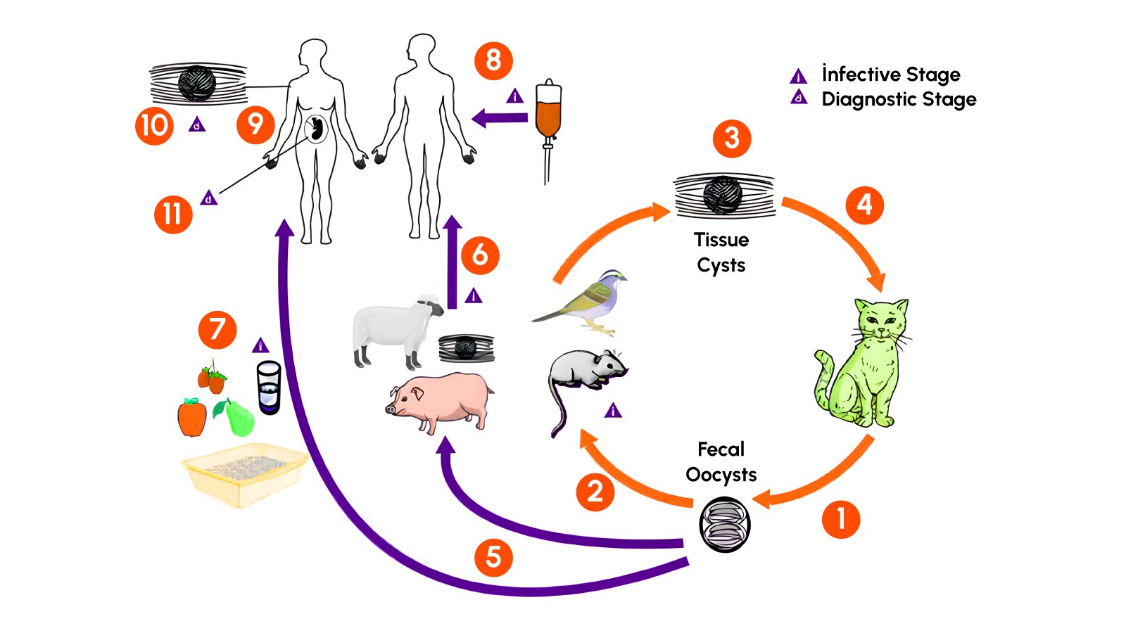 Figure 1: Transmission of Toxoplasma gondii
