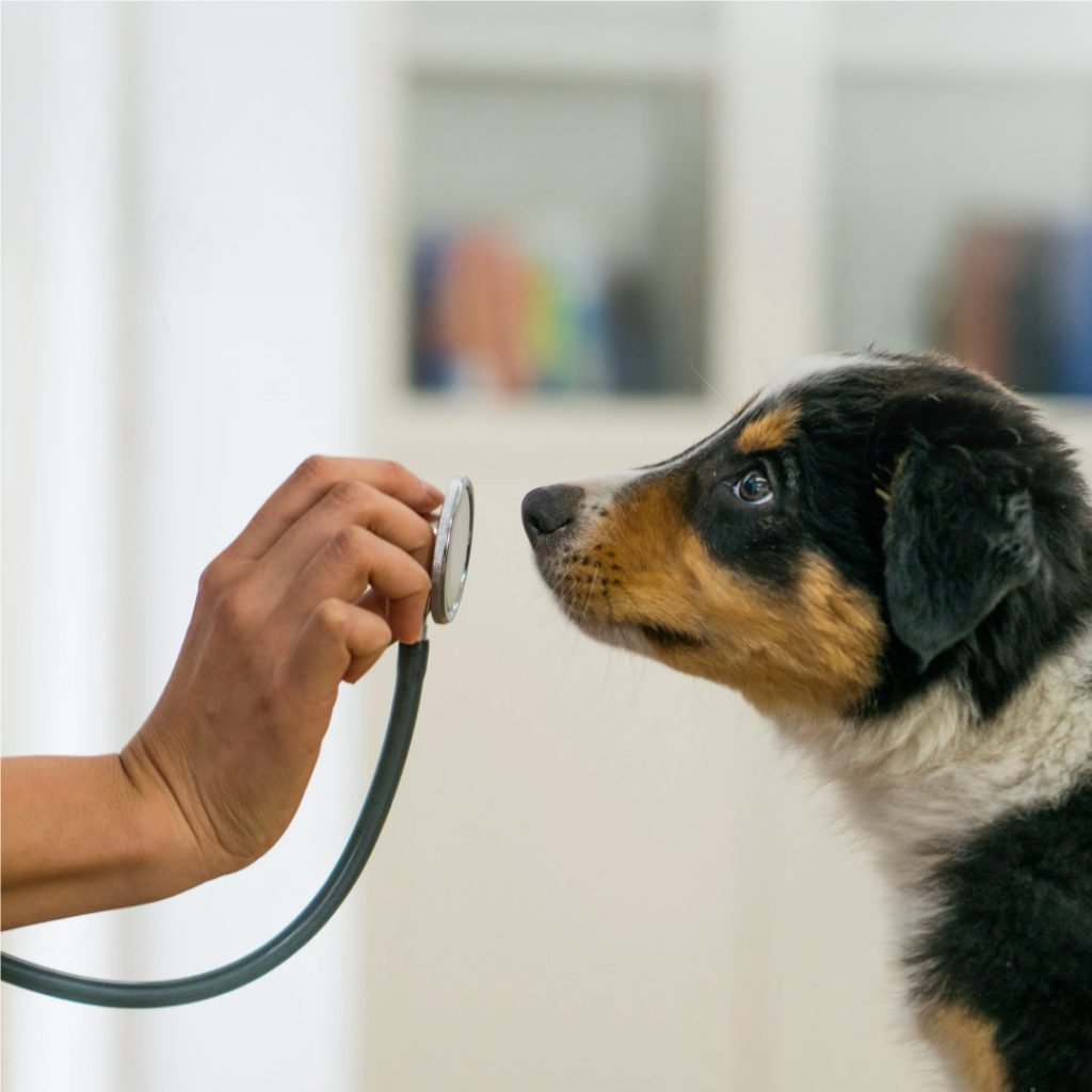 VetFor HW Rapid Antigen Test Kit: A Reliable Solution for Detecting Heartworm in Pets