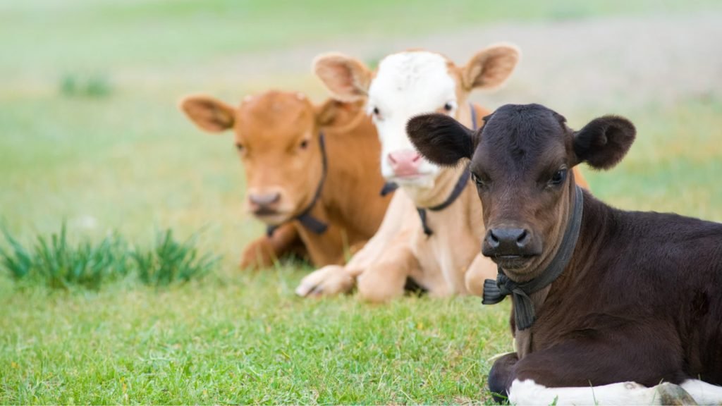 VetFor Combo Rapid Test Kit: Fast & Accurate Detection of Calf Diarrhea Pathogens