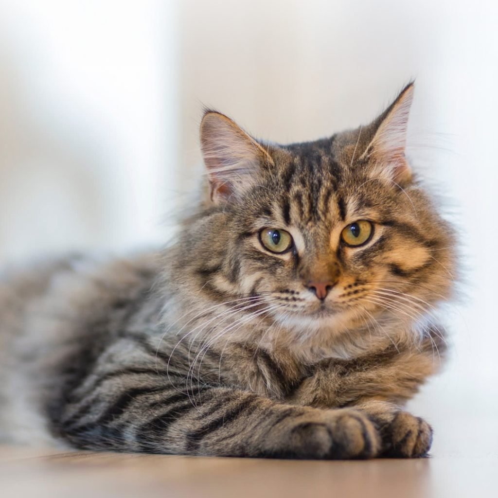 VetFor FPV Rapid Antigen Test Kit: The Fast & Reliable Way to Detect Feline Panleukopenia