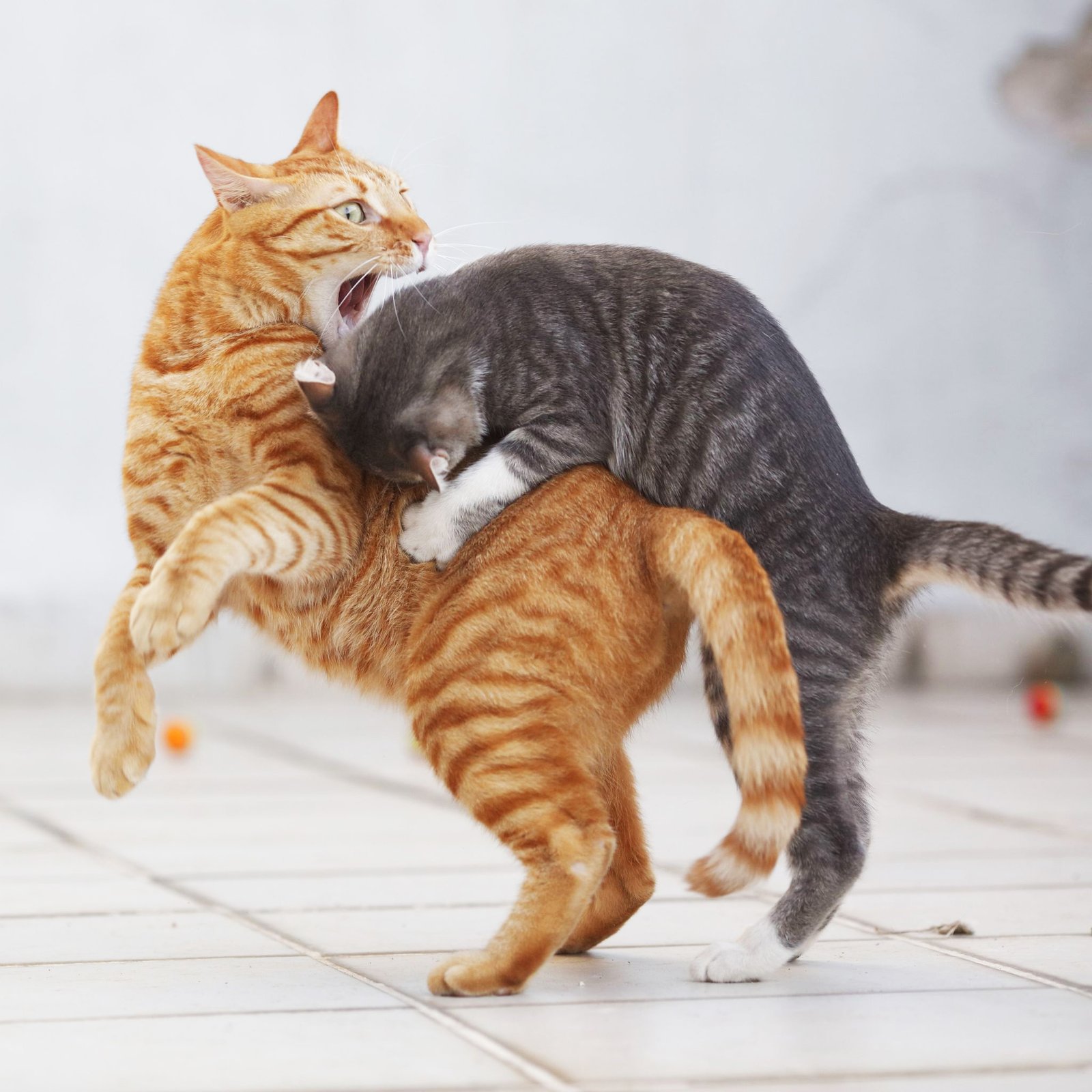 Figure 1: Cats fighting, bite wounds are a common route of FIV transmission