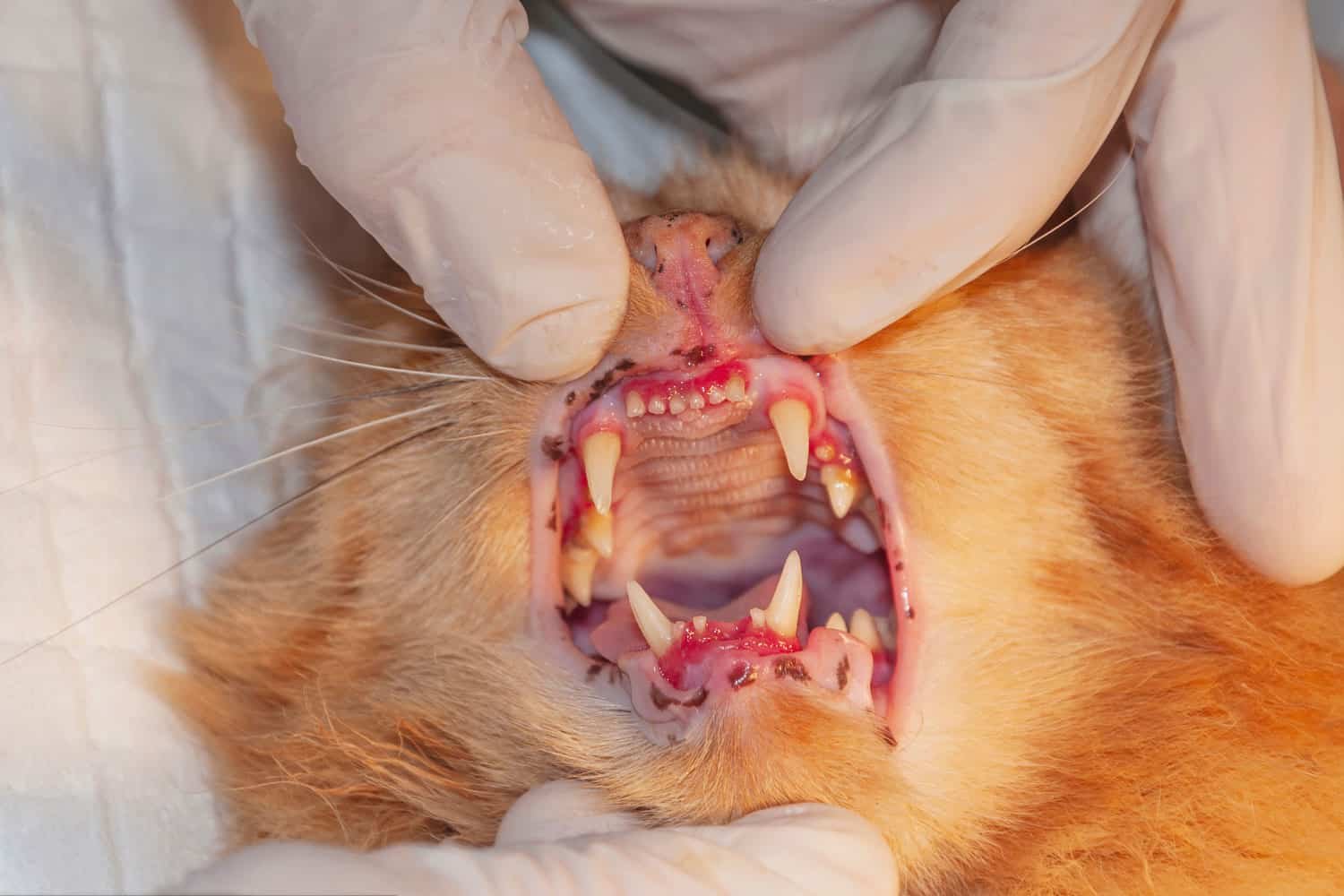 Figure 2: Gingivitis in cat