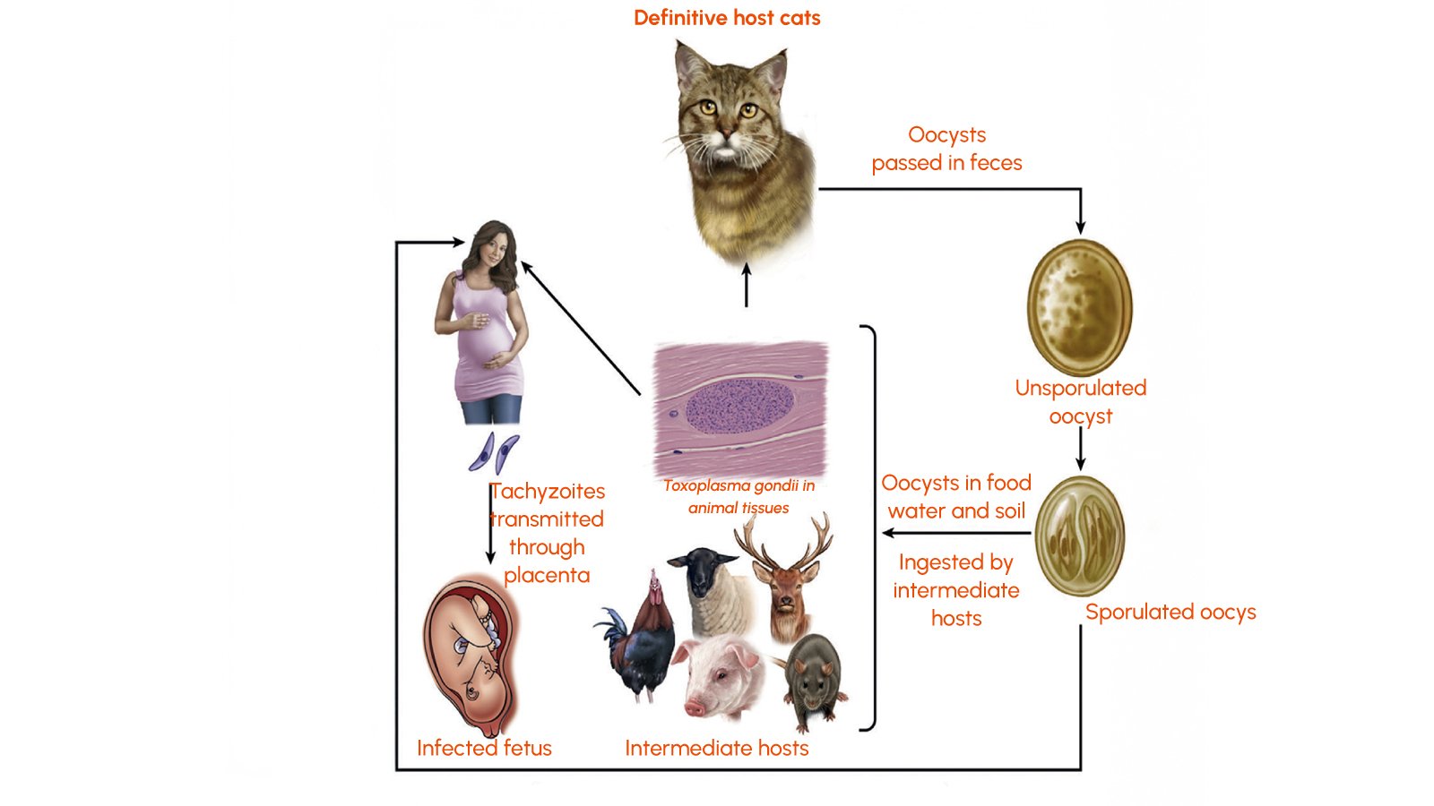 Figure 2: Life cycle of Toxoplasma gondii