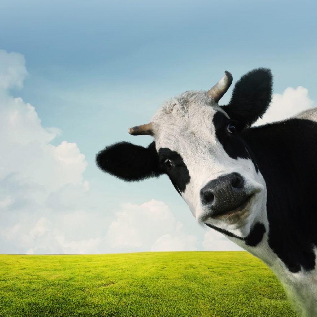 Protecting Livestock Health: The Importance of Brucellosis