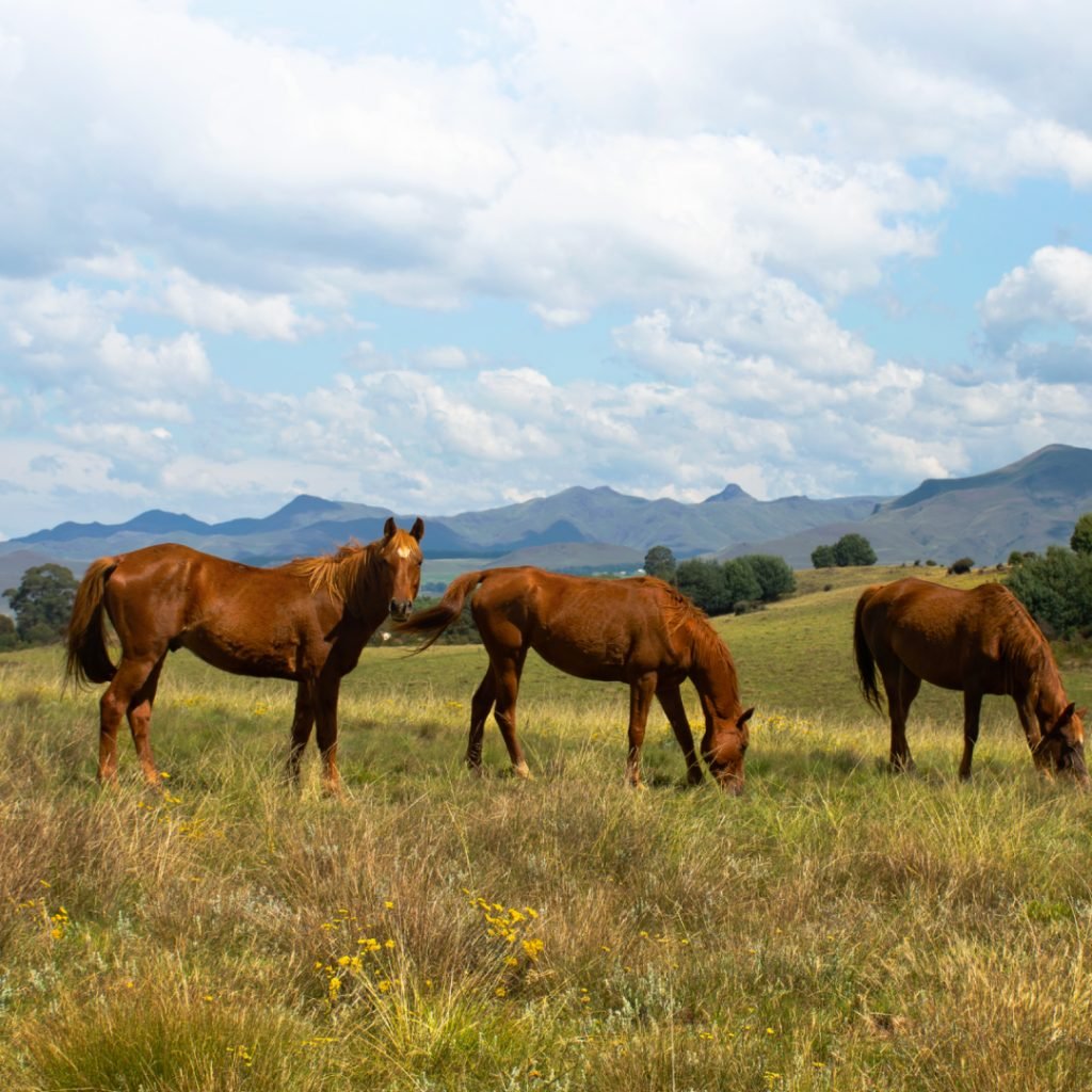 Guarding Equine Health: The Role of Taylorella equigenitalis Diagnosis and the Power of VetFor Detection Kit