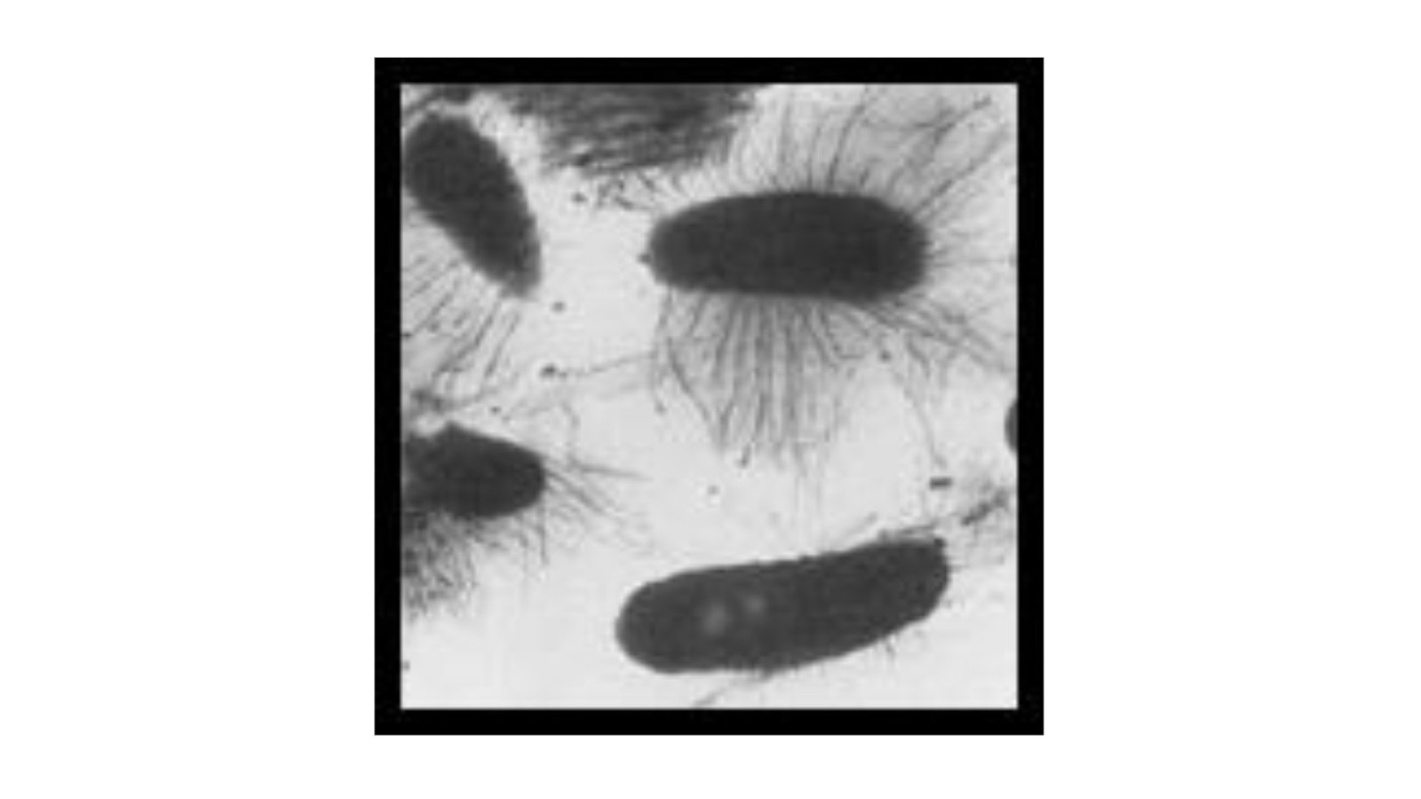 Figure 1. Taylorella equigenitalis image