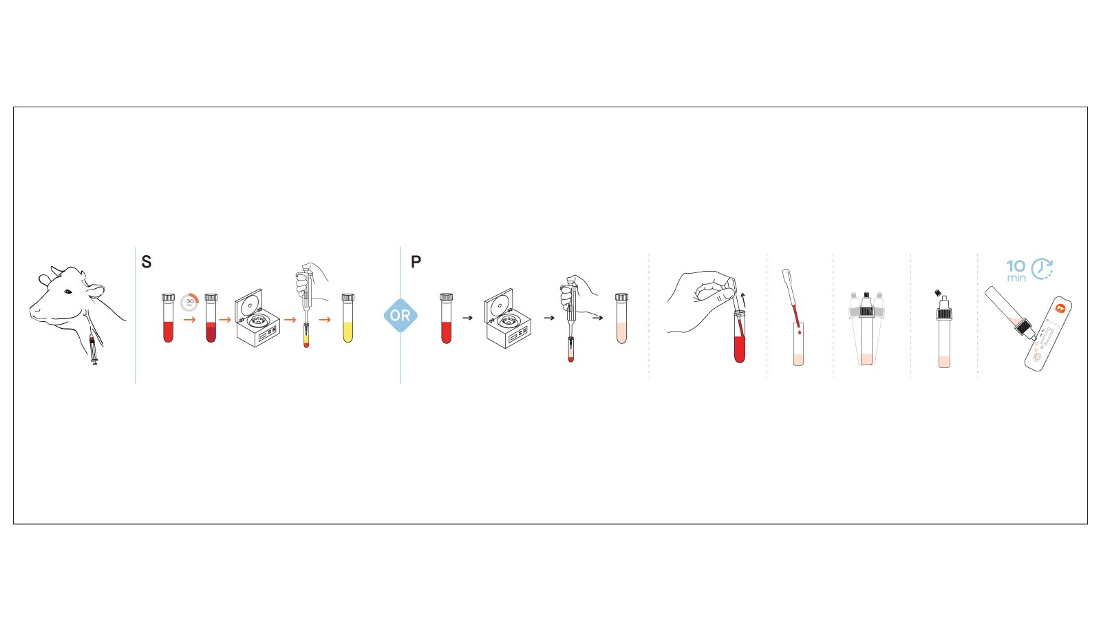 Figure 2: VetFor B. Brucella Ab Rapid Test Kit Workflow