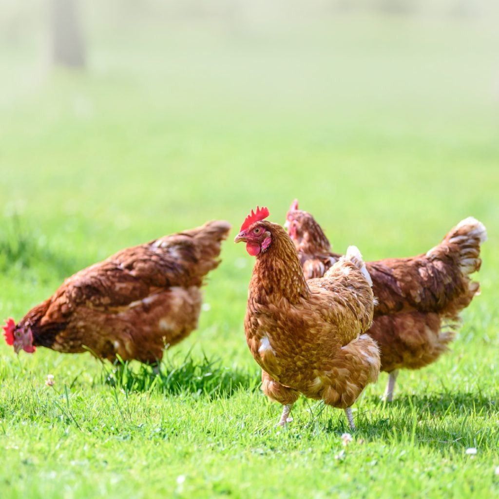 INFECTIOUS BRONCHITIS VIRUS (IBV) IN POULTRY