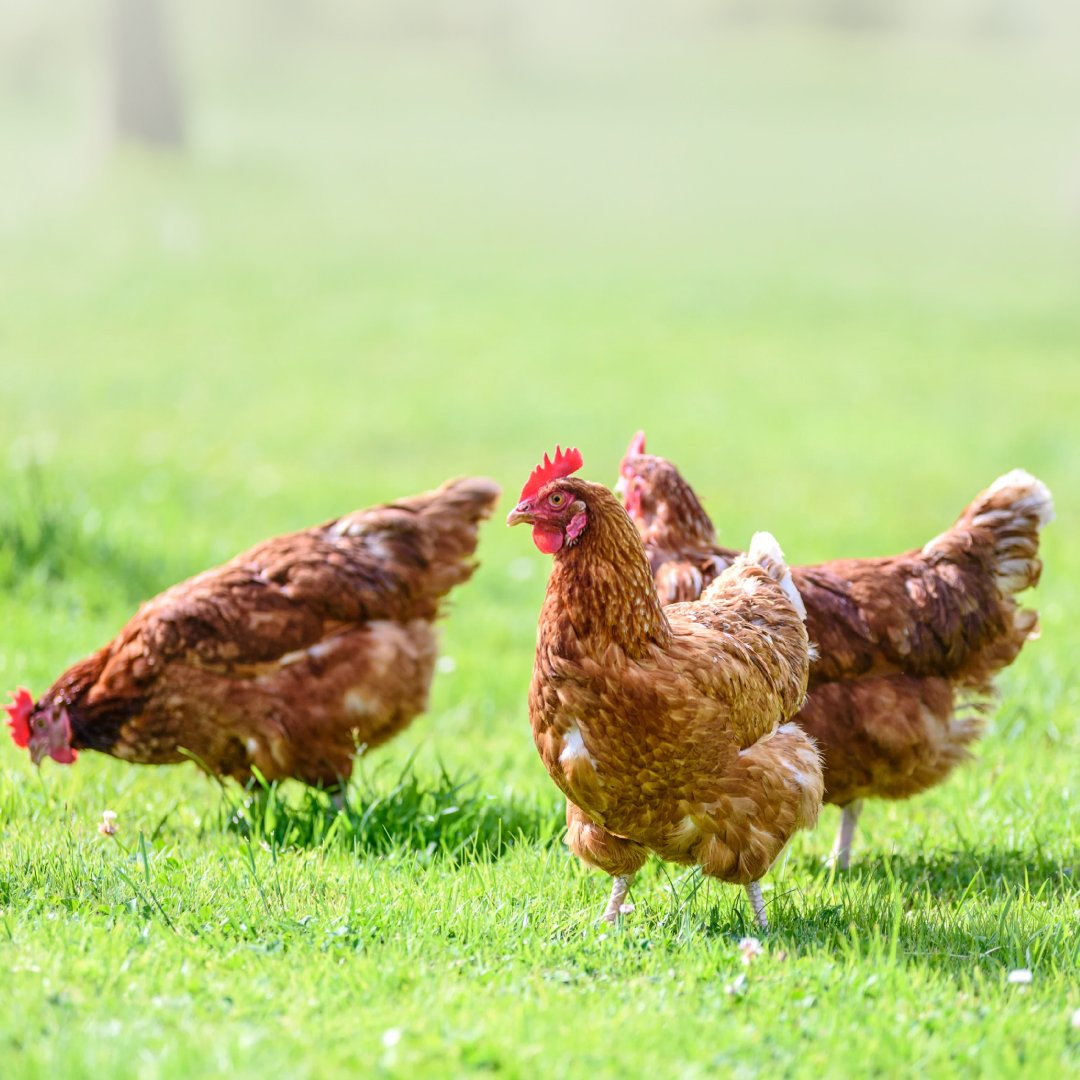 INFECTIOUS BRONCHITIS VIRUS (IBV) IN POULTRY