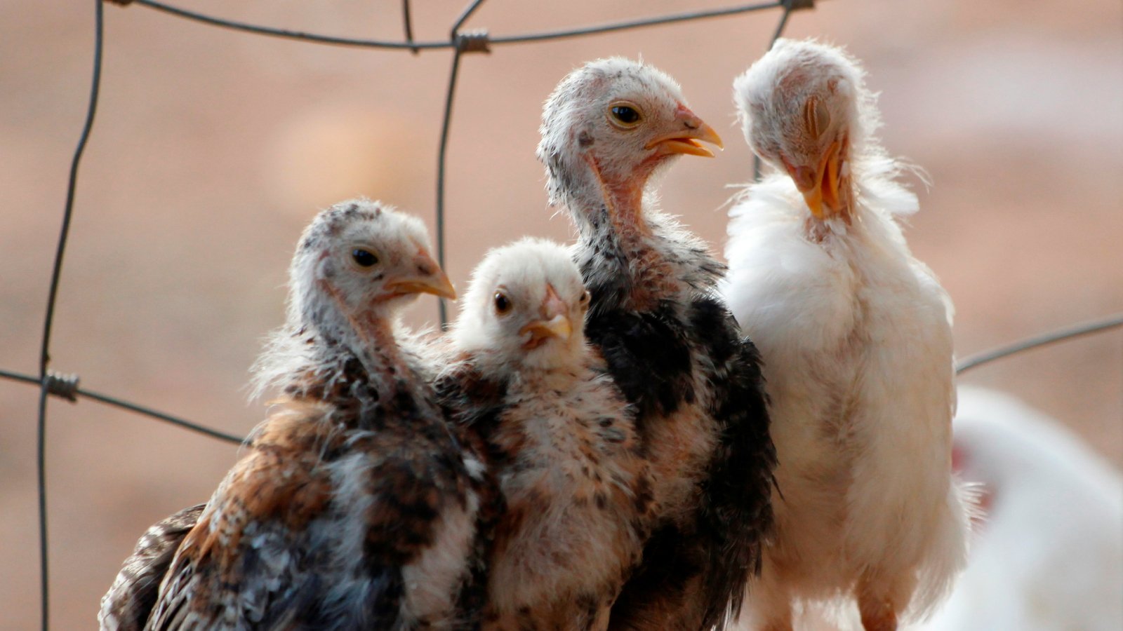 Figure 1 Young chickens (chicks) in close contact within a poultry enclosure.