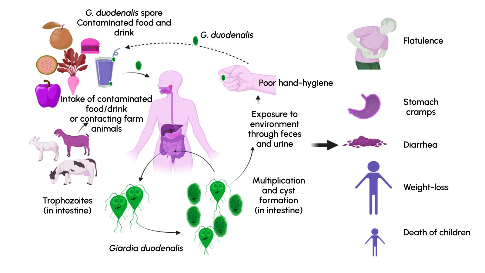 Figure 1. Transmission pathways of Giardia duodenalis.