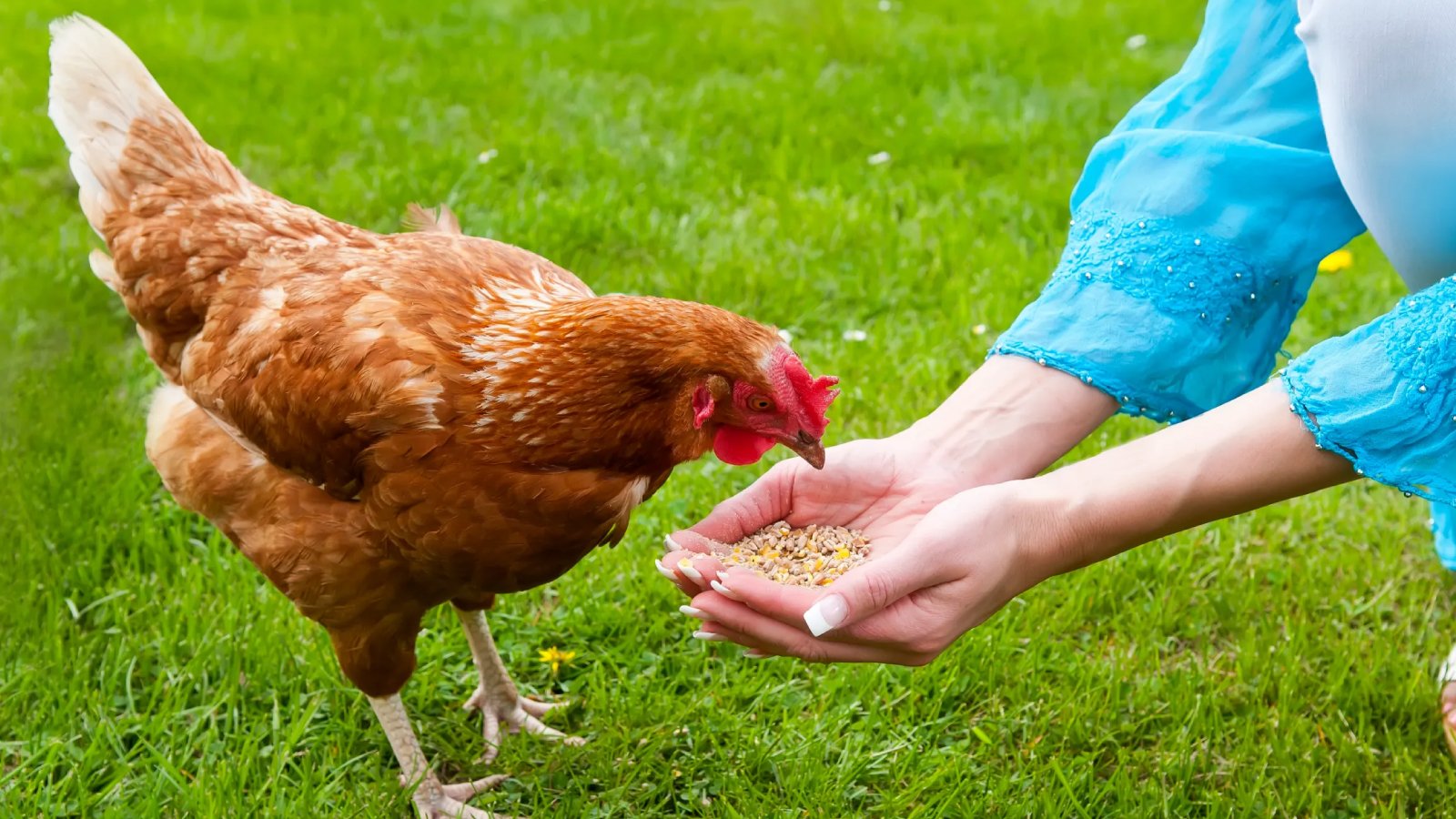 Figure 2 A person feeding a chicken by hand